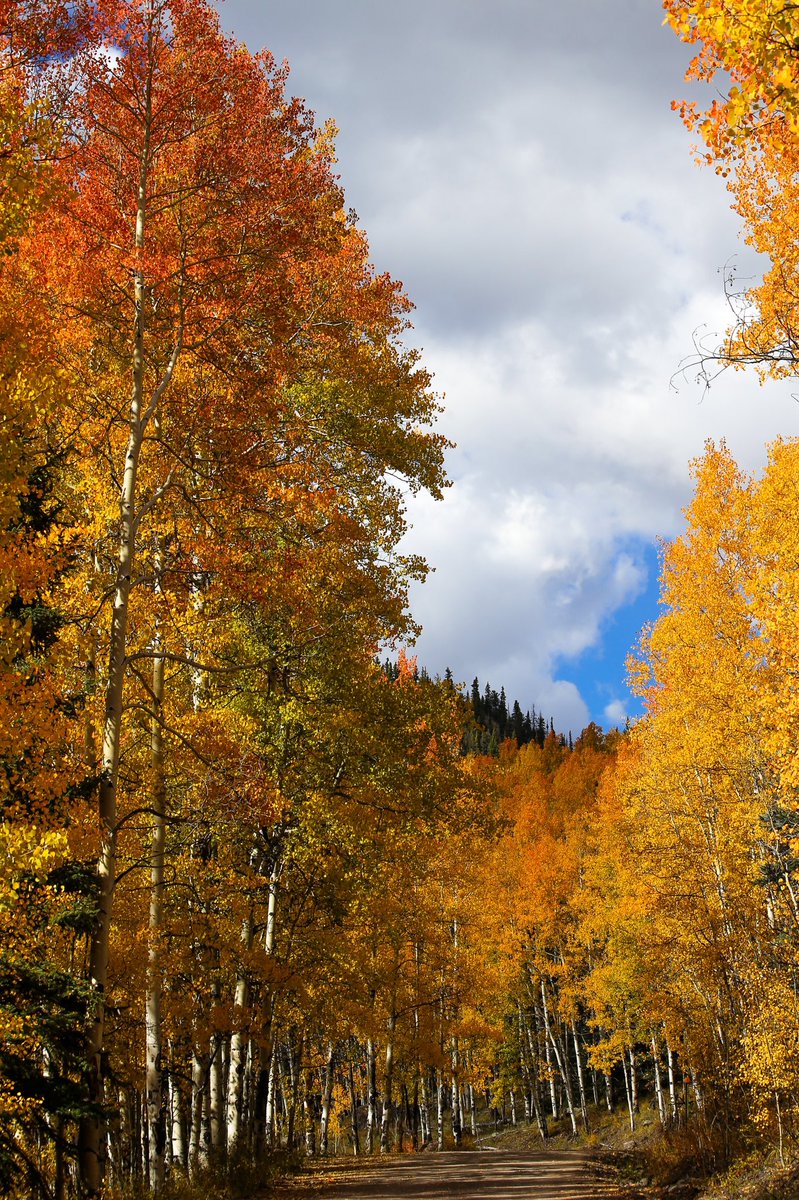 blowkane's tweet photo. it is fall, y’all
#visitcolorado #creede #creedecolorado #colorado #autumn https://t.co/jcUzZUCNU6