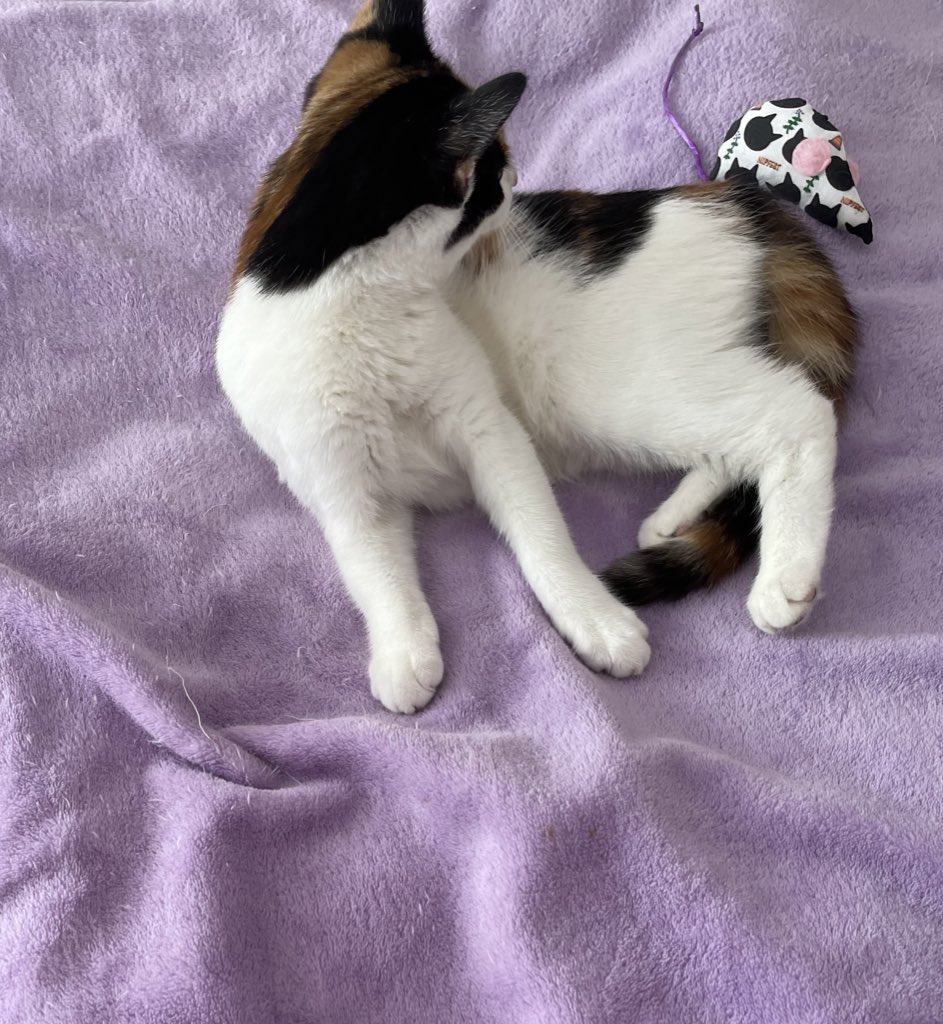 Valerie79130367's tweet photo. @ShivaandJaya @CalicoCrew1 @LittleTess3 @DomainDoris @Eliot01375004 Ivy thinks the answer is 666 #FrontpawFriday #wsfpp https://t.co/IToz5P4SSu