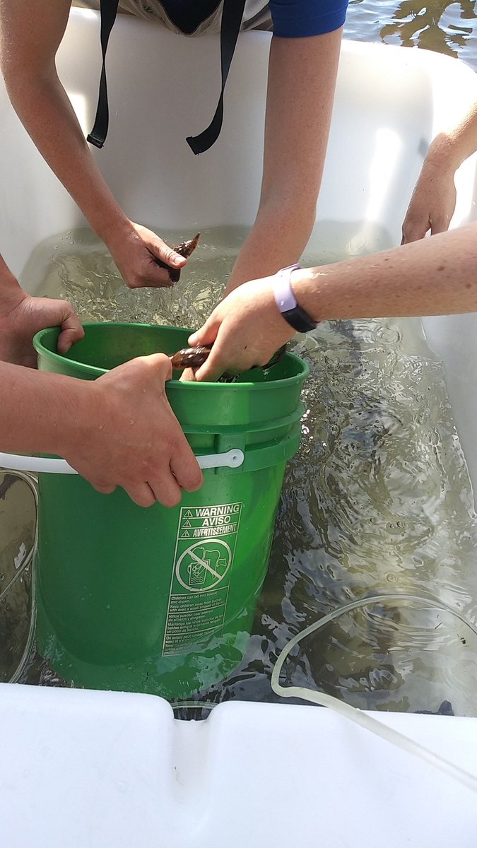 TNAQsci's tweet photo. Today, we're releasing over 600 juvenile Lake Sturgeon! 🐟 Did you know Lake Sturgeon have been around since the Cretaceous Period!? https://t.co/5lVKHgqV0G