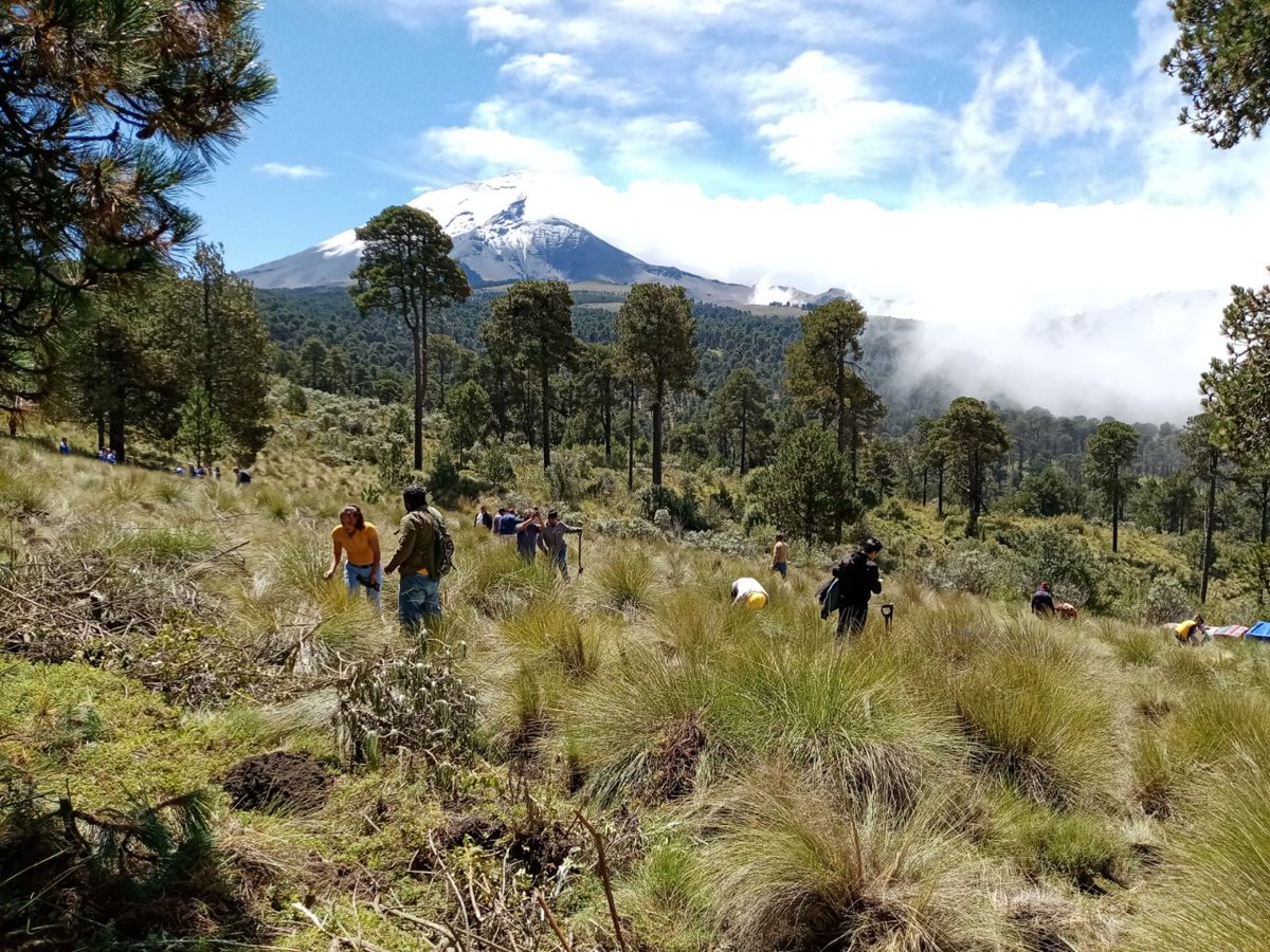 Probosque_'s tweet photo. Unidos logramos más, por ello, en los Bienes Comunales de #Amecameca, llevamos a cabo una jornada de #Reforestación2022 con la plantación de mil 500 árboles que en un futuro contribuirán a incrementar los Servicios Ambientales de la región.

#EquipoSeCampo
@CampoEdomex https://t.co/vEtWfkuaLR