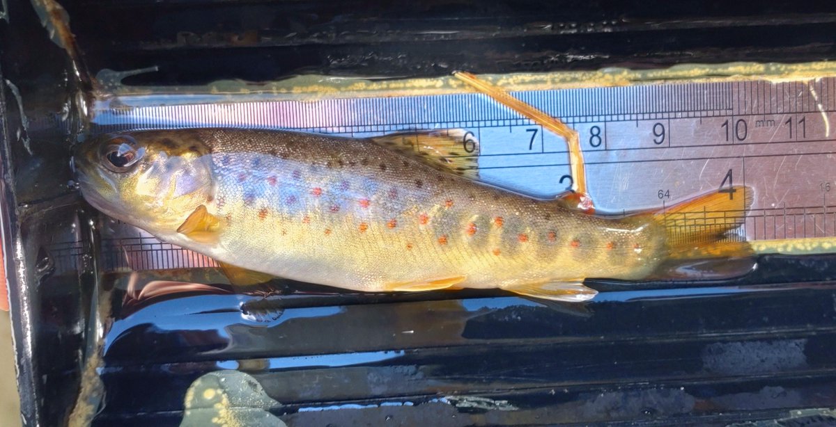 ProfJGrey's tweet photo. On the #WTTBlog, I updated the #TROUT catch'22 dataset to see how @WildTroutTrust #habitat works funded by @YorkshireWater @EnvAgencyYNE &amp; @SandTCUKYorks are faring. Great to see these in the wider context across my patch. Thanks to all those who've helped
https://t.co/qeVWDFRbIG https://t.co/hLLG8O7fHB