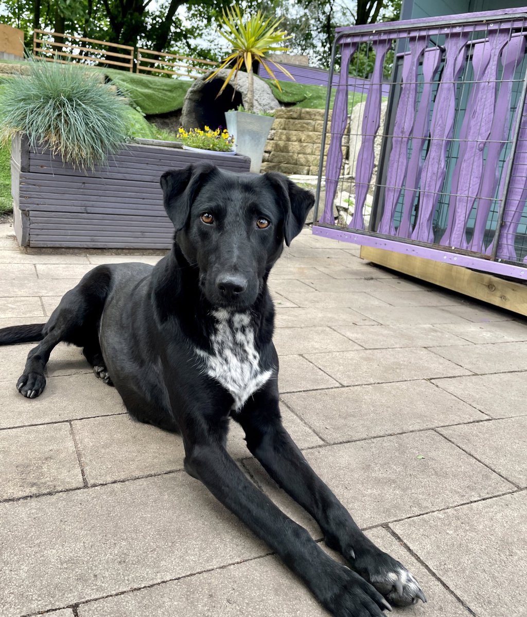 Ian Wilson on Twitter "RT Dogs4Rescue Mindy was broken as a pup by