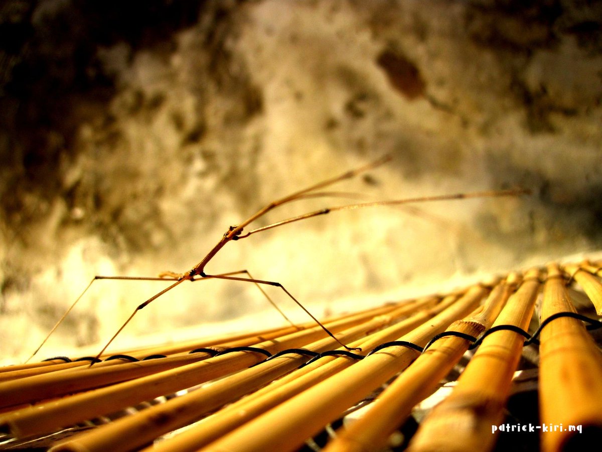 patrick_kiri's tweet image. "Chouval bwa"

C'est mieux que "chouval bondié".

Plus de photos :
➡️ patrick-kiri.mq
➡️ patrick_kiri (Instagram)

#Nature #Insecte #Phasme #Gwada #Guadeloupe