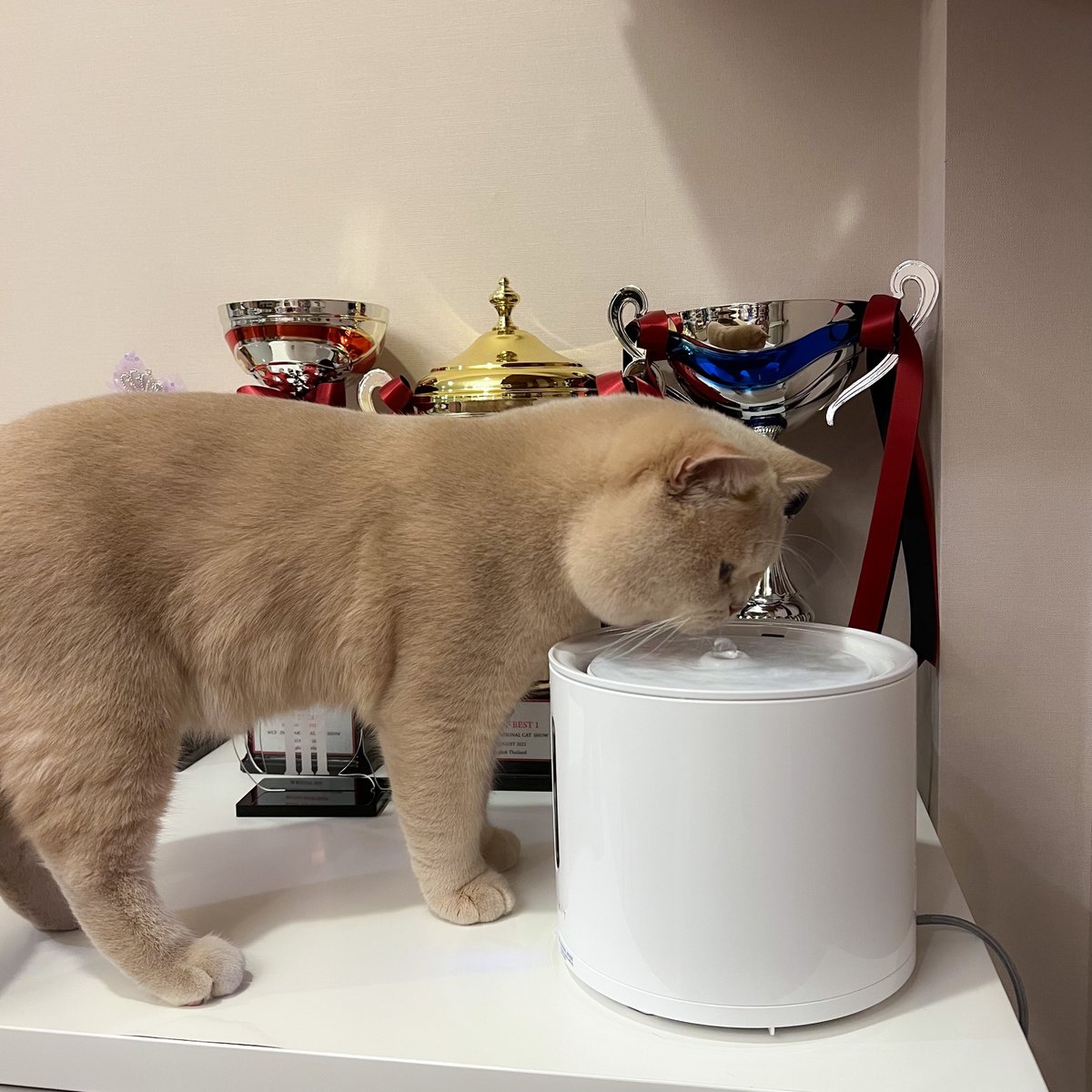 หนูนิดมีน้องเป็นโหล tweet media