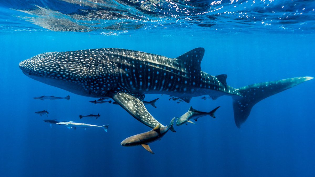 SharkiesOTD's tweet photo. ♡ Shark Week : 

⎯ Whale sharks are endangered due to excess fishing. https://t.co/dhRGW0vvma