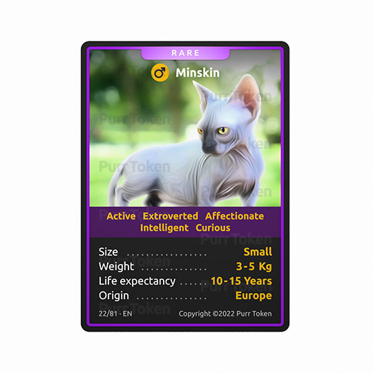 We continue to build the NFTs from our collection of cat breeds that will be used for the future game. We present you breed #22, the Minskin: outgoing, active, affectionate, intelligent and curious. #purrtoken #cats #CatsOfTwitter #nftcollectors