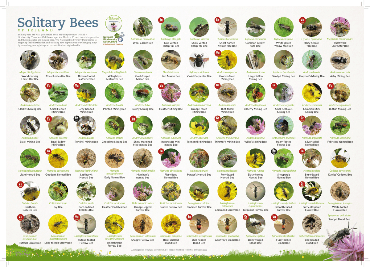 We have a new free solitary bee poster for you! Often overlooked but vitally important pollinators, they also have some of the coolest names in the bee world (Dark-winged Blood Bee anyone?) Find out more here: bit.ly/3Medx3A (Thank you @StevenFalk1 for the images)