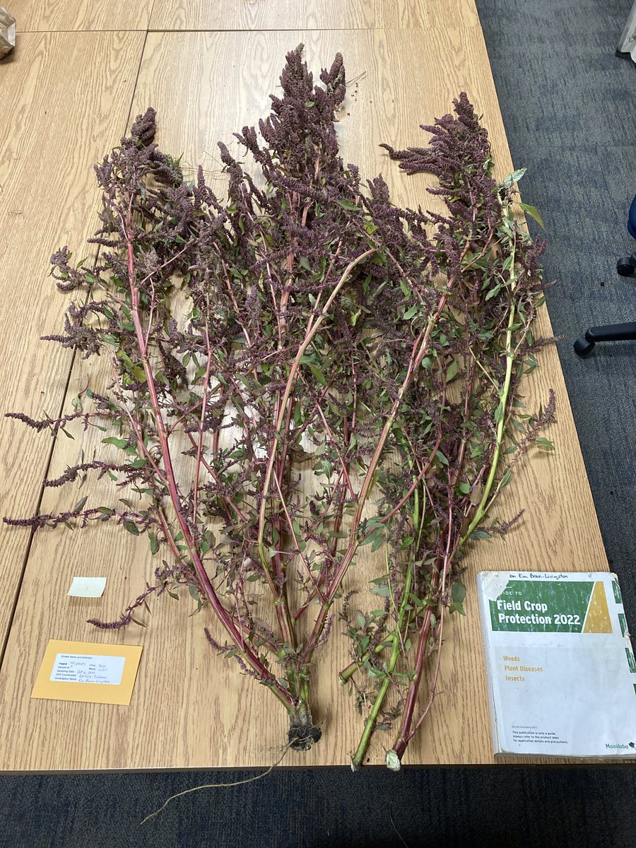 storytimewitkim's tweet photo. Just found this in a bean field, will be tested for waterhemp DNA and herbicide resistance. If you find a suspicious pigweed do NOT put it through the combine. Bag it and burn it. https://t.co/paOjLf2r53