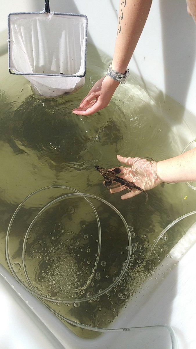 TNAQsci's tweet photo. Lake Sturgeon were once all but gone from the Tennessee River by the 1970s due in part to poor water quality, and are currently an endangered species in Tennessee. https://t.co/trvEsaIinr