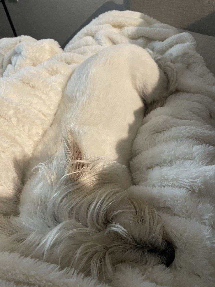 truffledust's tweet photo. There’s something about a white crusty dog https://t.co/b6cqO1knFn