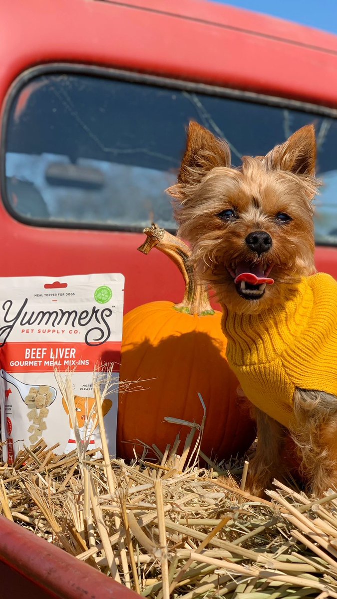 Yummerspets's tweet photo. It’s officially starting to feel like Fall 🍁🍂 https://t.co/ifUY3VdpyP