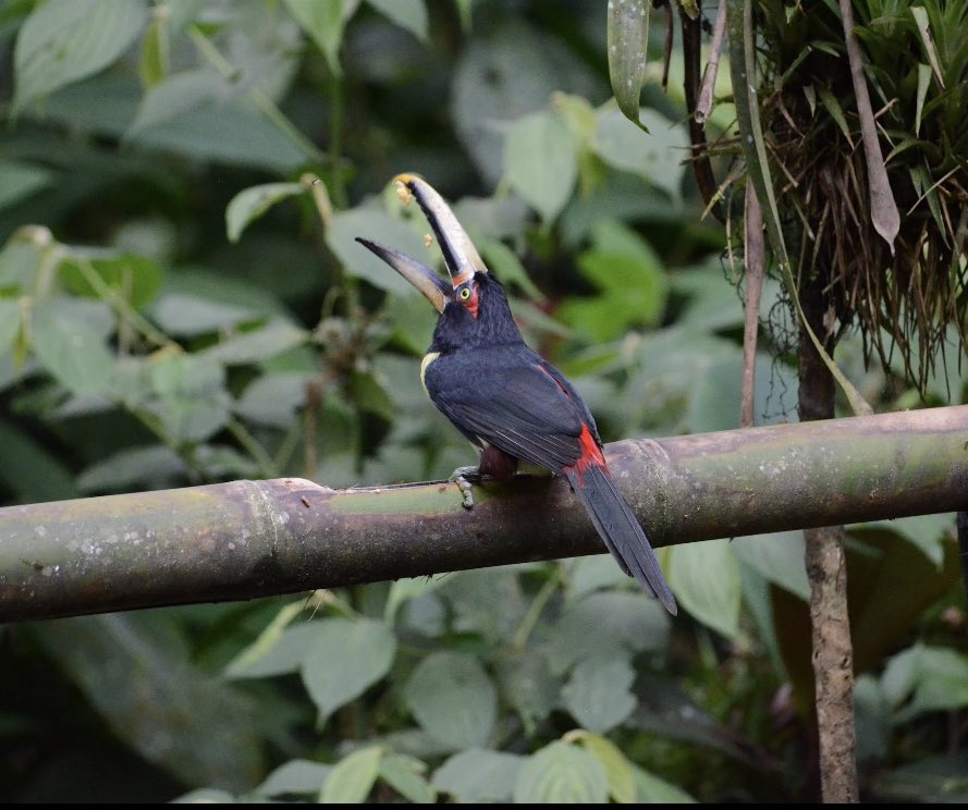 TinyFootprintCoffee tweet media