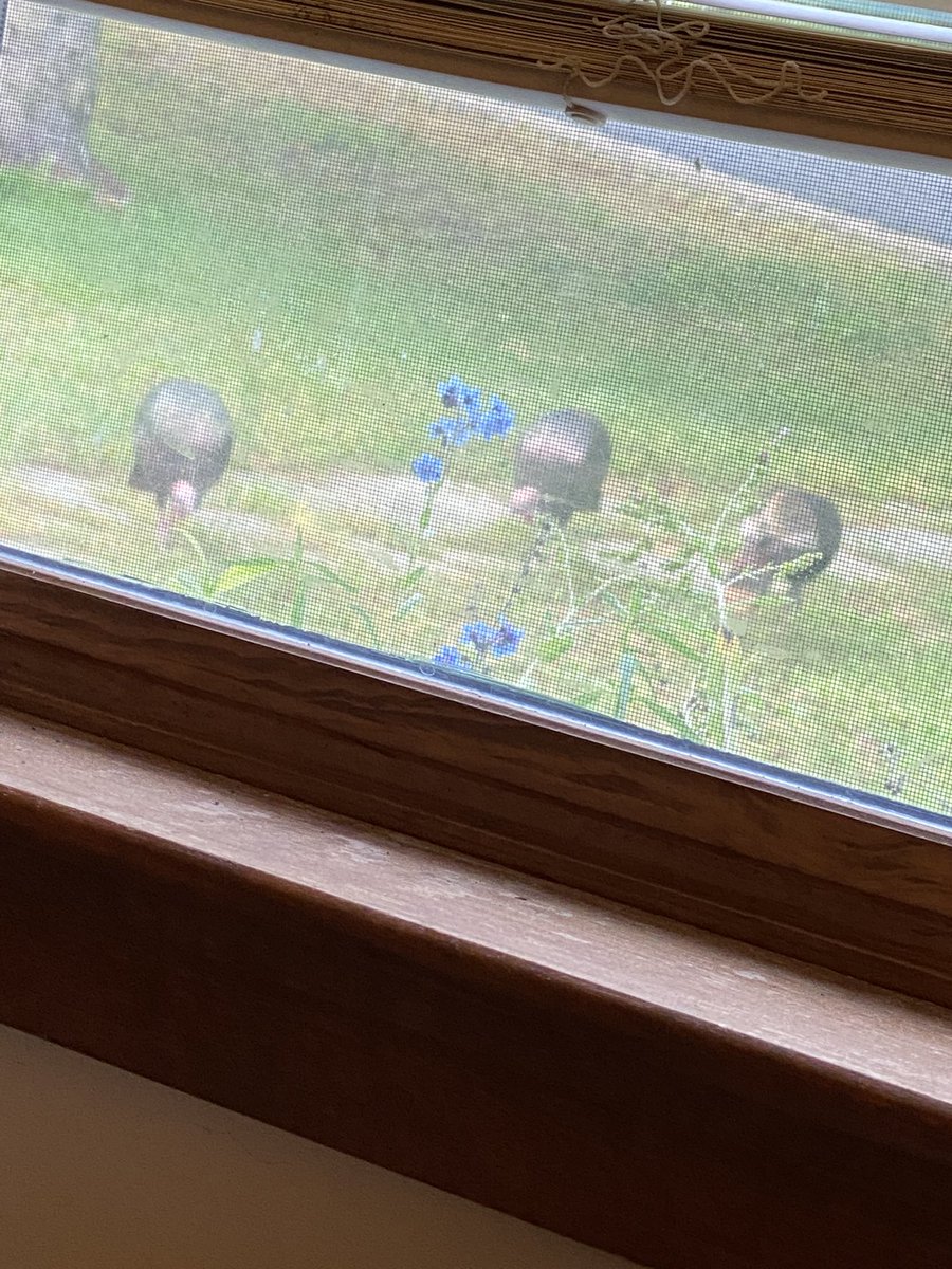 書房外的風景。又到了三不五時一堆火雞前院逛大街陪我工作的季節了😆