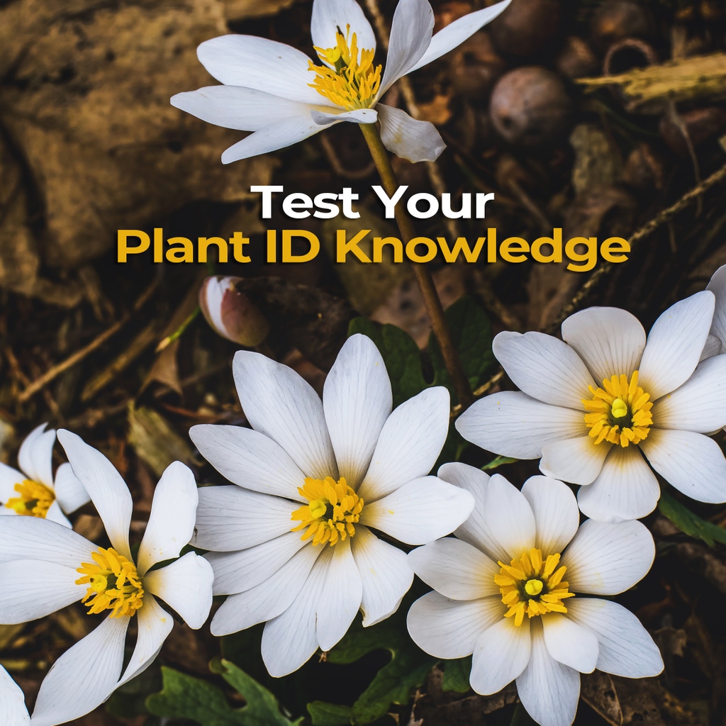 Want to test your #PlantID skills? 

We crafted this 12-question #quiz so you can see how many beautiful #HerbsAndSpices you can spot in the wild. Let us know how you did in the comments below! mrh.life/PlantID

#plantidentification #botany #herbalism #herbalist #nature