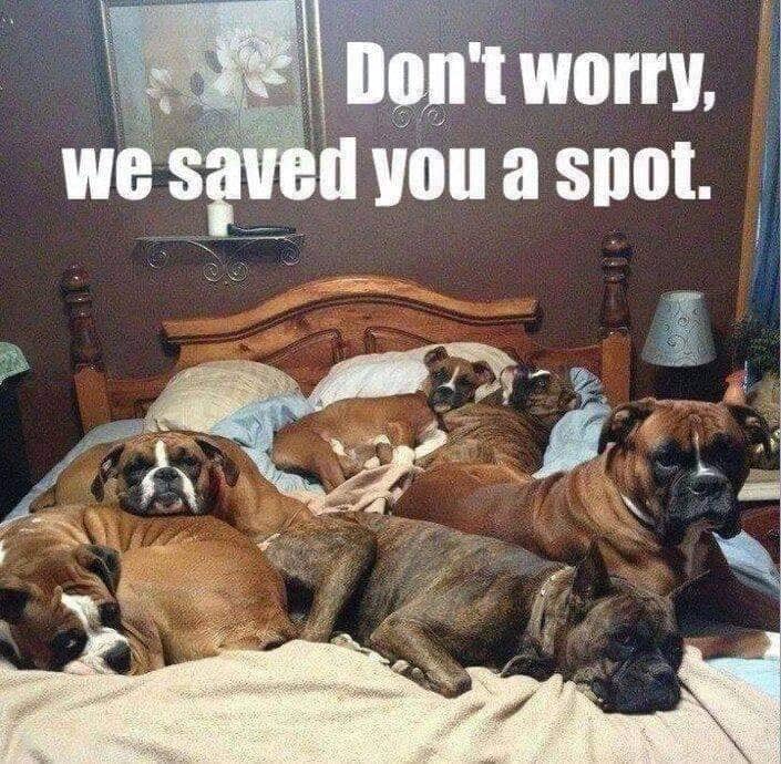 HealthCare_Pets's tweet photo. 😂😂😂
.
.
.
.
#DogMeme #FunnyDogMeme #PetMemes #DogMemes #FunnyDogMemes #FunnyPetMemes #PetParents #DogParents #PetOwners #DogOwner #DogOwners #DogMoms #DogDads #DogLover #DogLovers #CanineLovers #DogCompanion #doginbed #dogsinbed #dogsleep #dogssleep #dogsleeping #dogssleeping https://t.co/CC4BOMB3ry