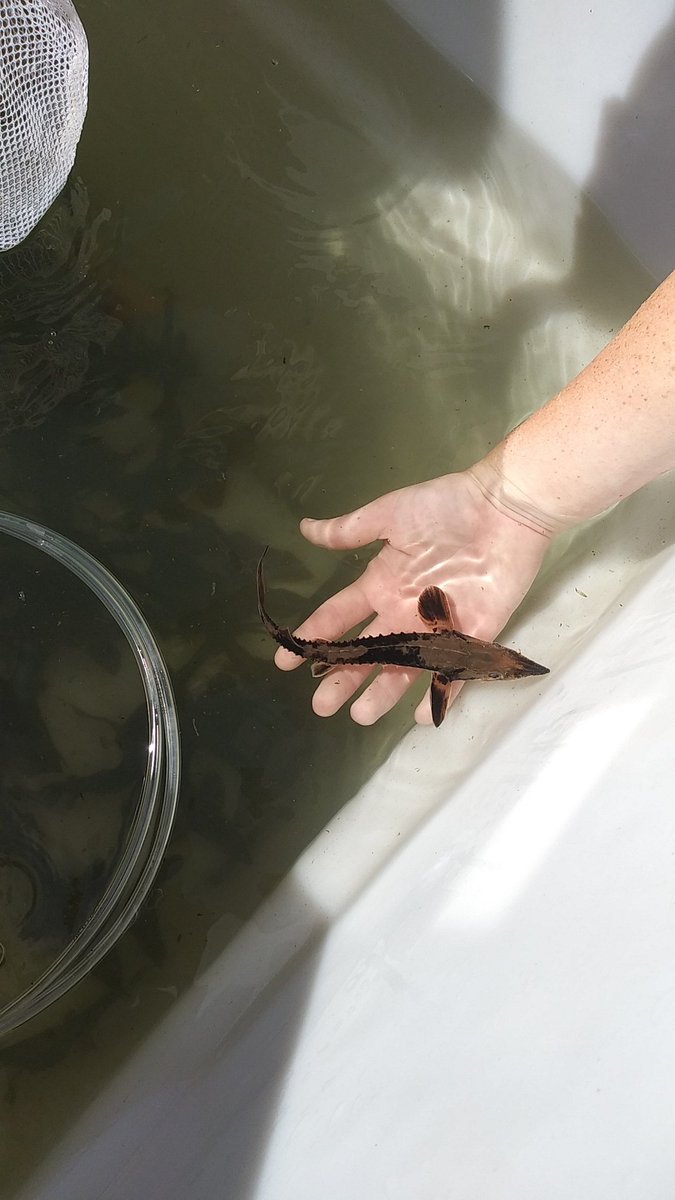 TNAQsci's tweet photo. Lake Sturgeon can live up to 150 years! What that means is that as as of now, only the very first wave of Lake Sturgeon released have reached reproductive maturity! 👶 https://t.co/eygLZZFmL0