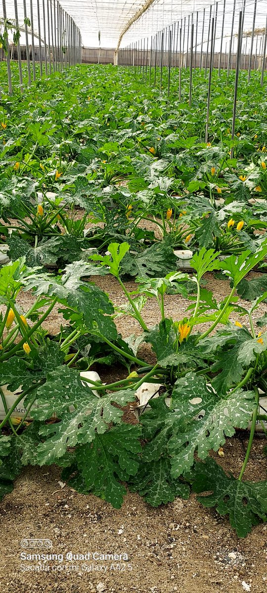 luistrillomata's tweet image. Sorprendido gratamente por este cultivo de calabacin #Draconis de @rijkzwaanES 
0% de plantas afectadas por #NewDelhi y gran productividad. @innovamosjuntos @manuel_pozpin
@jlrn1 @PacoPino5 @esaganz

#FelizViernesATodos 
#AgriculturaEnVena