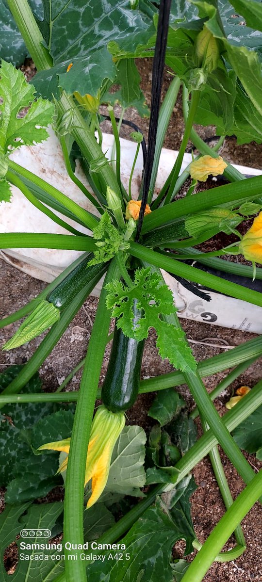 luistrillomata's tweet image. Sorprendido gratamente por este cultivo de calabacin #Draconis de @rijkzwaanES 
0% de plantas afectadas por #NewDelhi y gran productividad. @innovamosjuntos @manuel_pozpin
@jlrn1 @PacoPino5 @esaganz

#FelizViernesATodos 
#AgriculturaEnVena