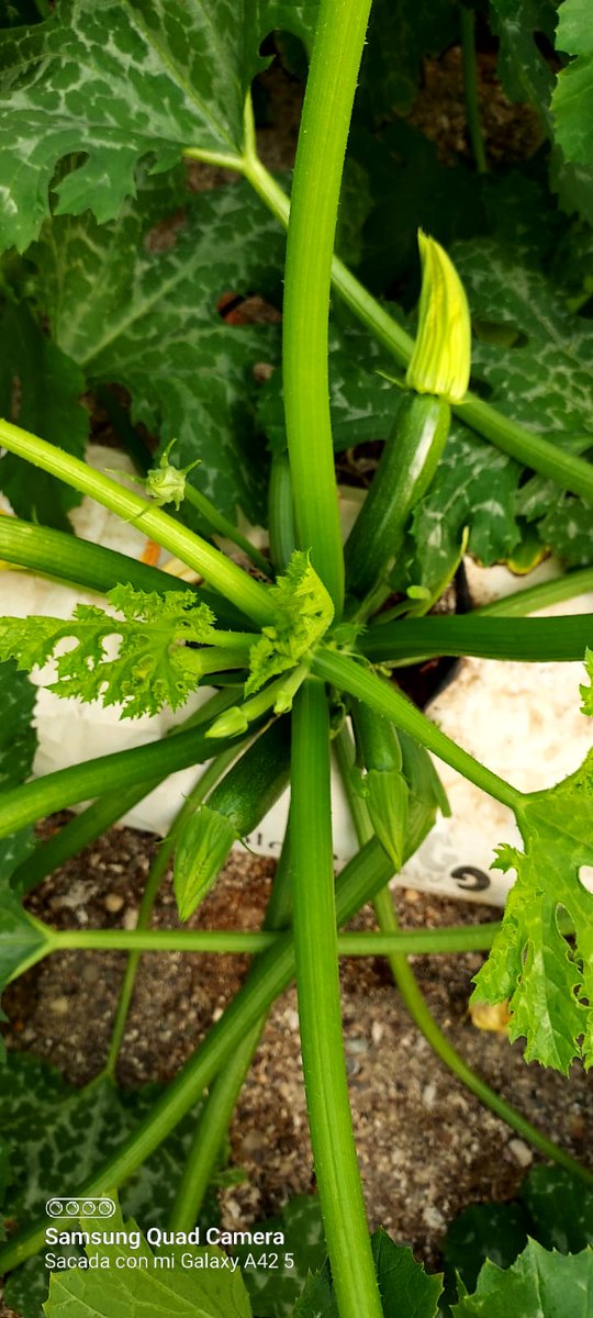 luistrillomata's tweet image. Sorprendido gratamente por este cultivo de calabacin #Draconis de @rijkzwaanES 
0% de plantas afectadas por #NewDelhi y gran productividad. @innovamosjuntos @manuel_pozpin
@jlrn1 @PacoPino5 @esaganz

#FelizViernesATodos 
#AgriculturaEnVena