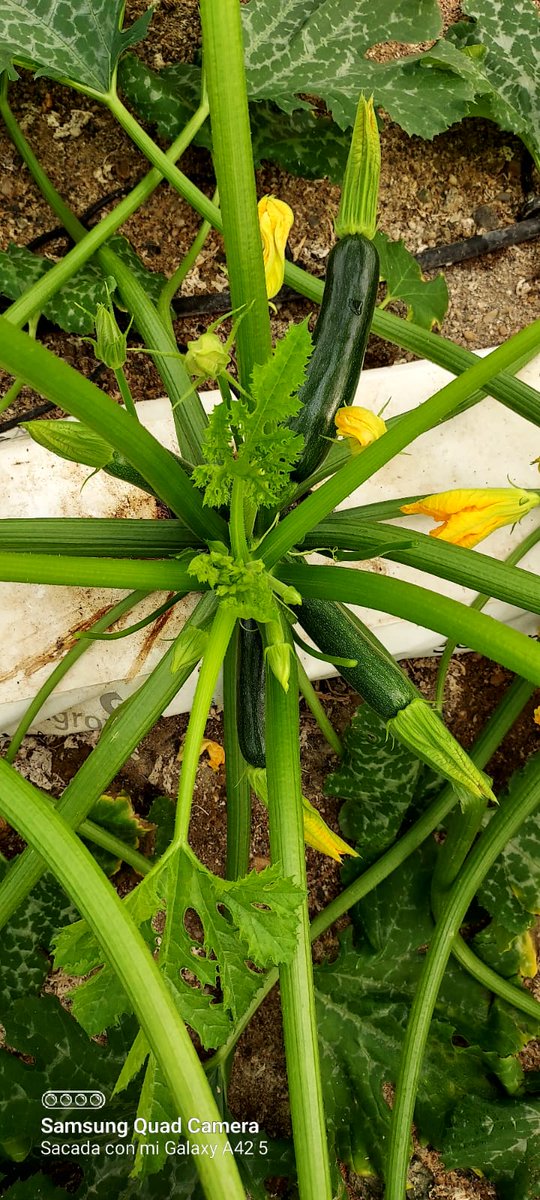 luistrillomata's tweet image. Sorprendido gratamente por este cultivo de calabacin #Draconis de @rijkzwaanES 
0% de plantas afectadas por #NewDelhi y gran productividad. @innovamosjuntos @manuel_pozpin
@jlrn1 @PacoPino5 @esaganz

#FelizViernesATodos 
#AgriculturaEnVena