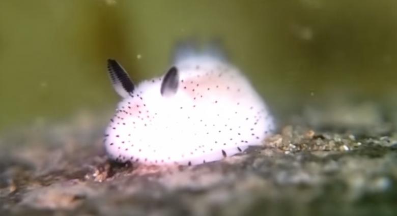 Weird Animals tweet media