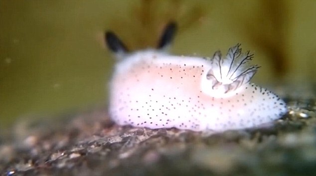Weird Animals tweet media
