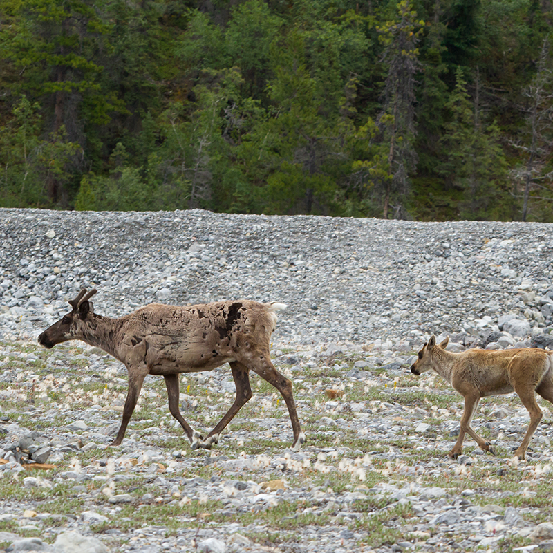 Y2Y_Initiative's tweet photo. Near Banff on Oct. 25? Mateen Hessami, MSc, Wyandotte Nation is giving a talk on his research on moose harvest for endangered caribou recovery, working with First Nations to protect caribou habitat, &amp; more on reconciliation and conservation in Canada.

📷@mateens22; Shutterstock https://t.co/KJZuCwcuqn