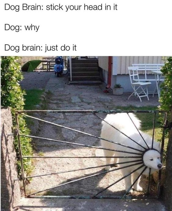 WholesomeMemes (@wholesomememe) on Twitter photo 