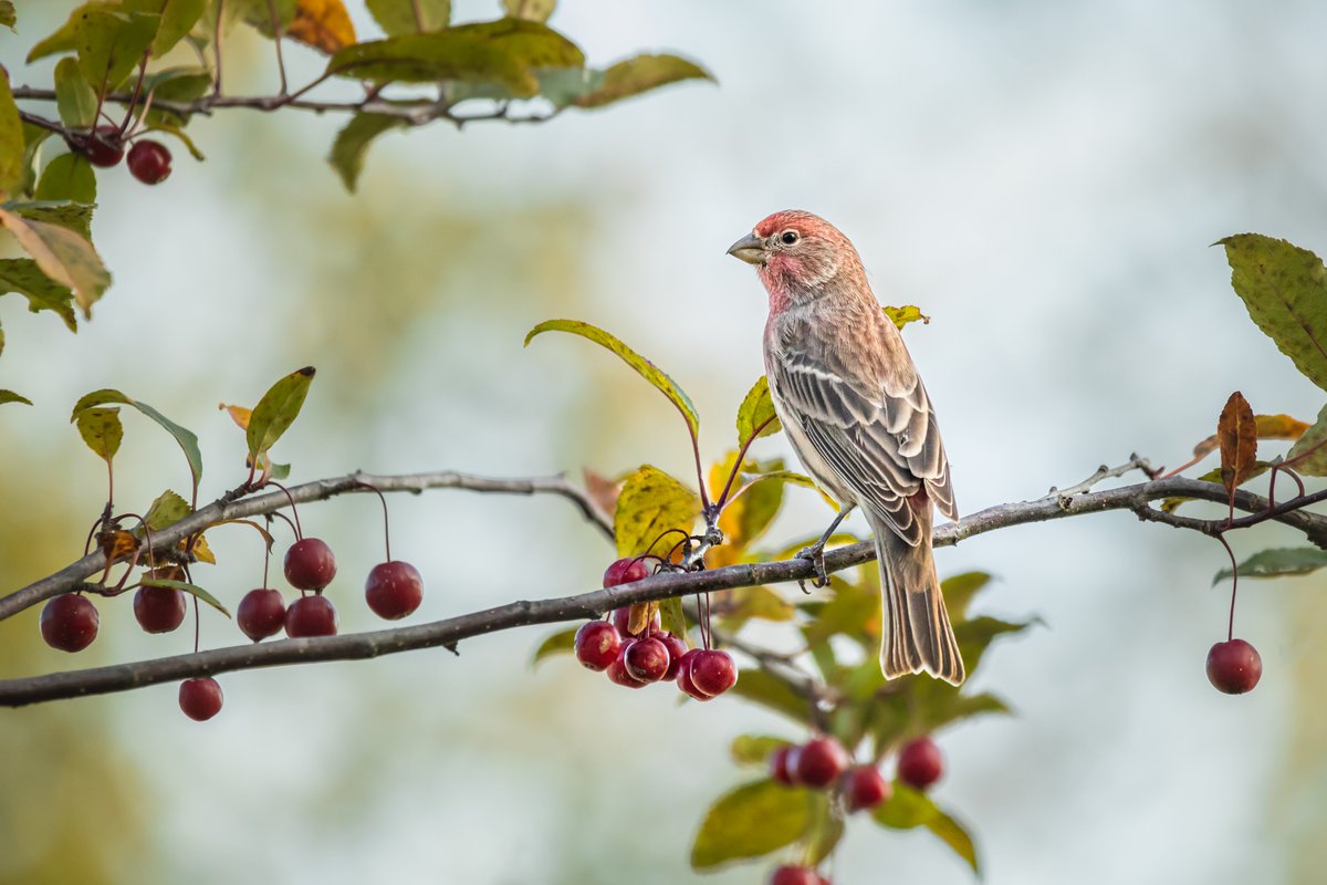 House Finch photographed with a Canon 5D Mark IV & 100-400mm f/4.5-5.6L lens.

#nature #wildlife #birdphotography #birdwatching #housefinch  #thephotohour  #canonusa