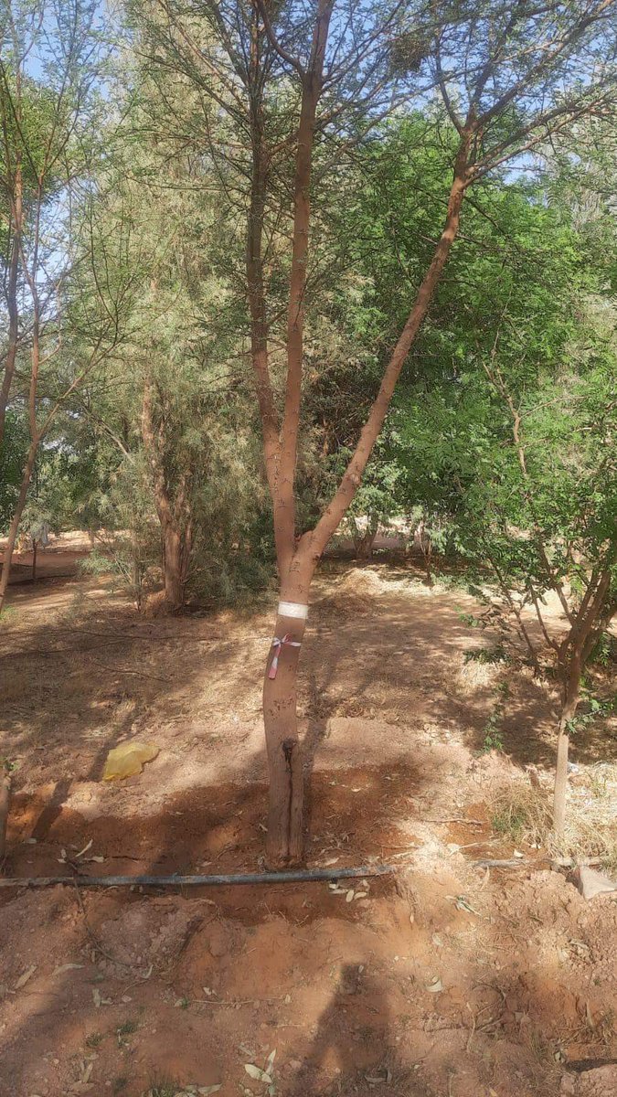 TreeHouseeg's tweet photo. اختيار وتجهيز 
القرض 
اكاسيا نيلوتيكا
الطلح النيلي 
للتقليع
#مشتل_بيت_الاشجار https://t.co/EJ83pvnl7f