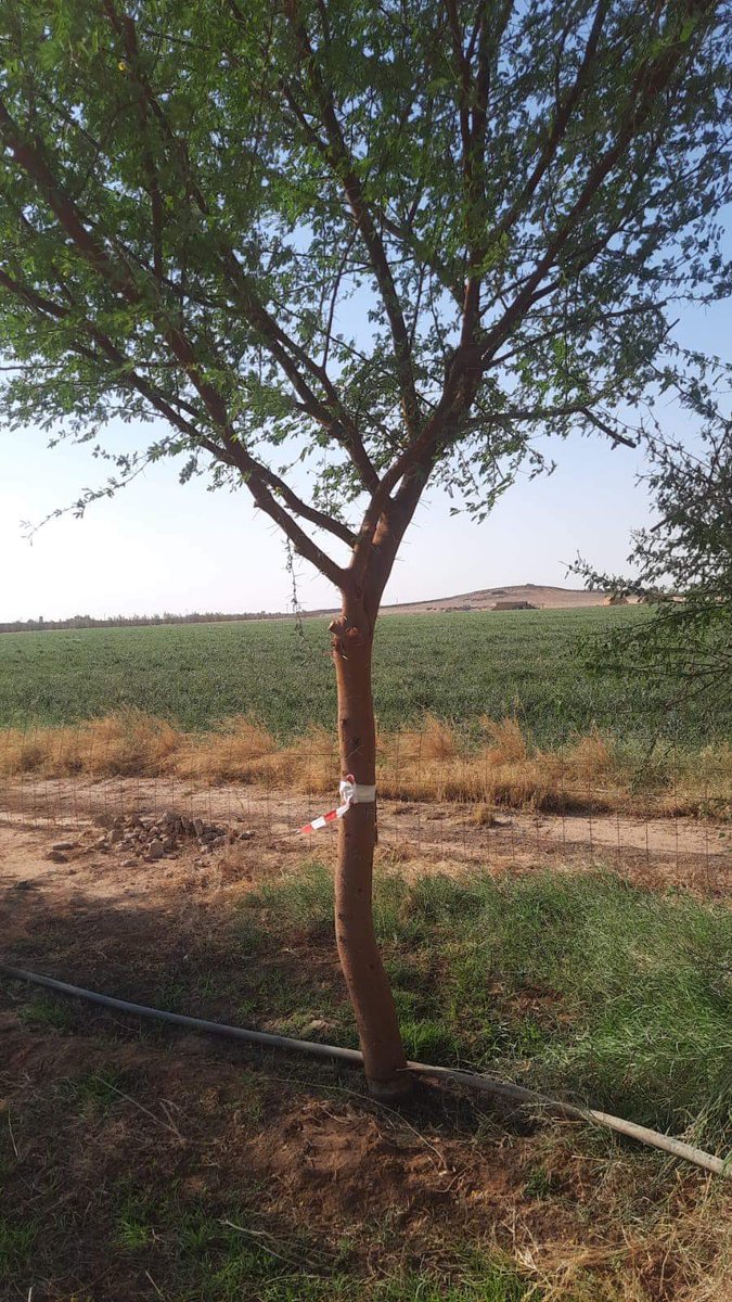 TreeHouseeg's tweet photo. اختيار وتجهيز 
القرض 
اكاسيا نيلوتيكا
الطلح النيلي 
للتقليع
#مشتل_بيت_الاشجار https://t.co/EJ83pvnl7f