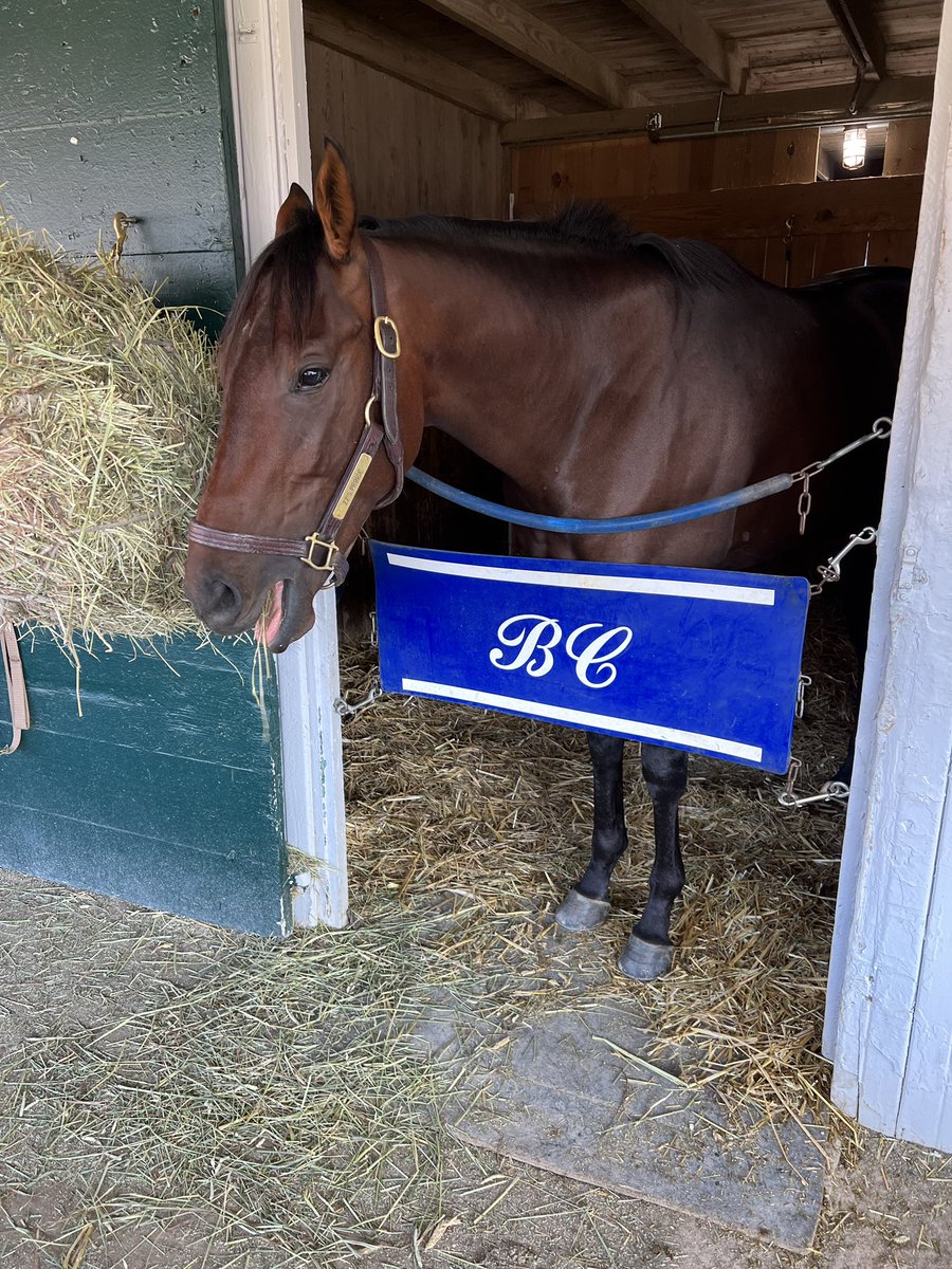 Bammm Stables tweet media