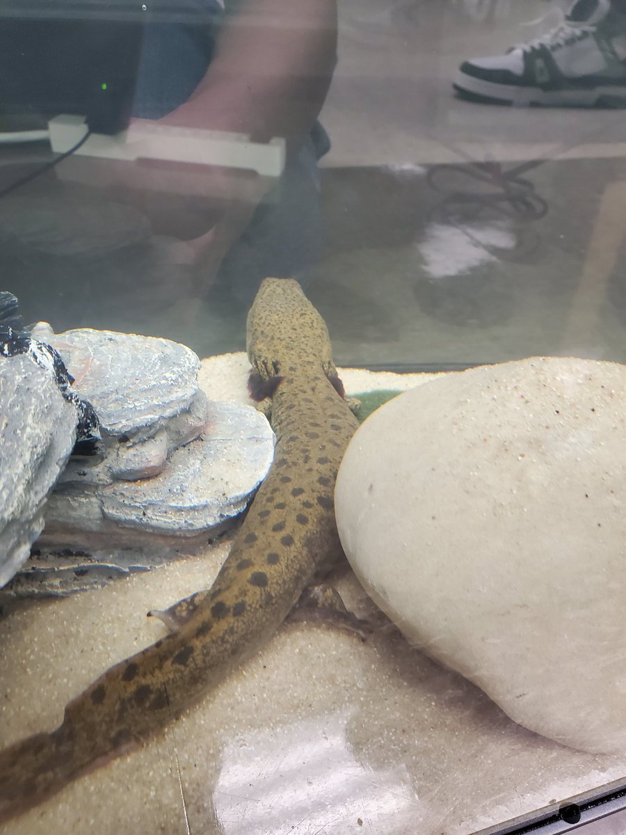 CFHS Aquatics tweet media