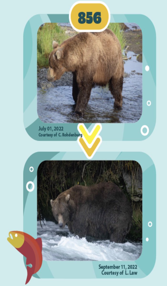 No matter who wins this year’s contest, 856, you’re my champ aka the one that made me laugh the hardest &amp; say, Is that a bear or a hippo wearing a fur coat?