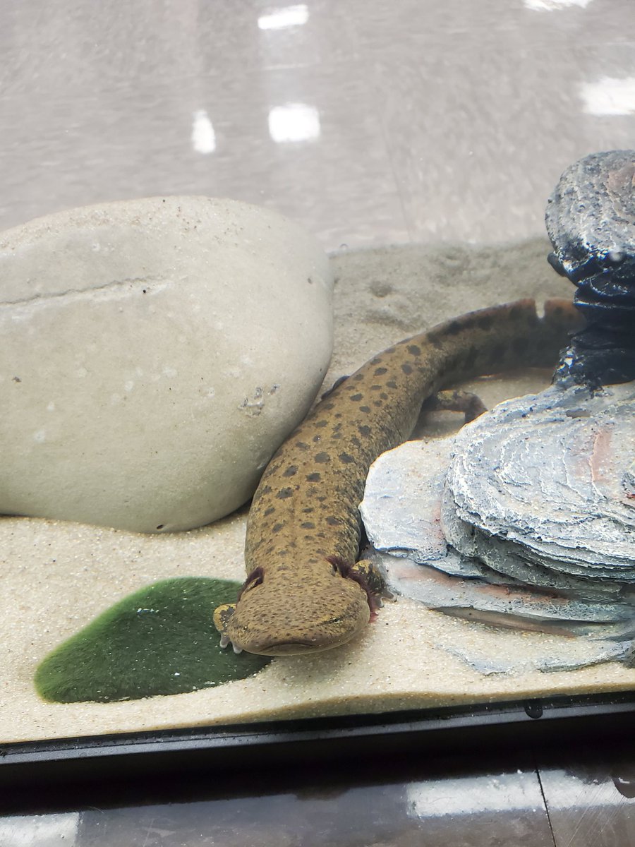 CFHS Aquatics tweet media