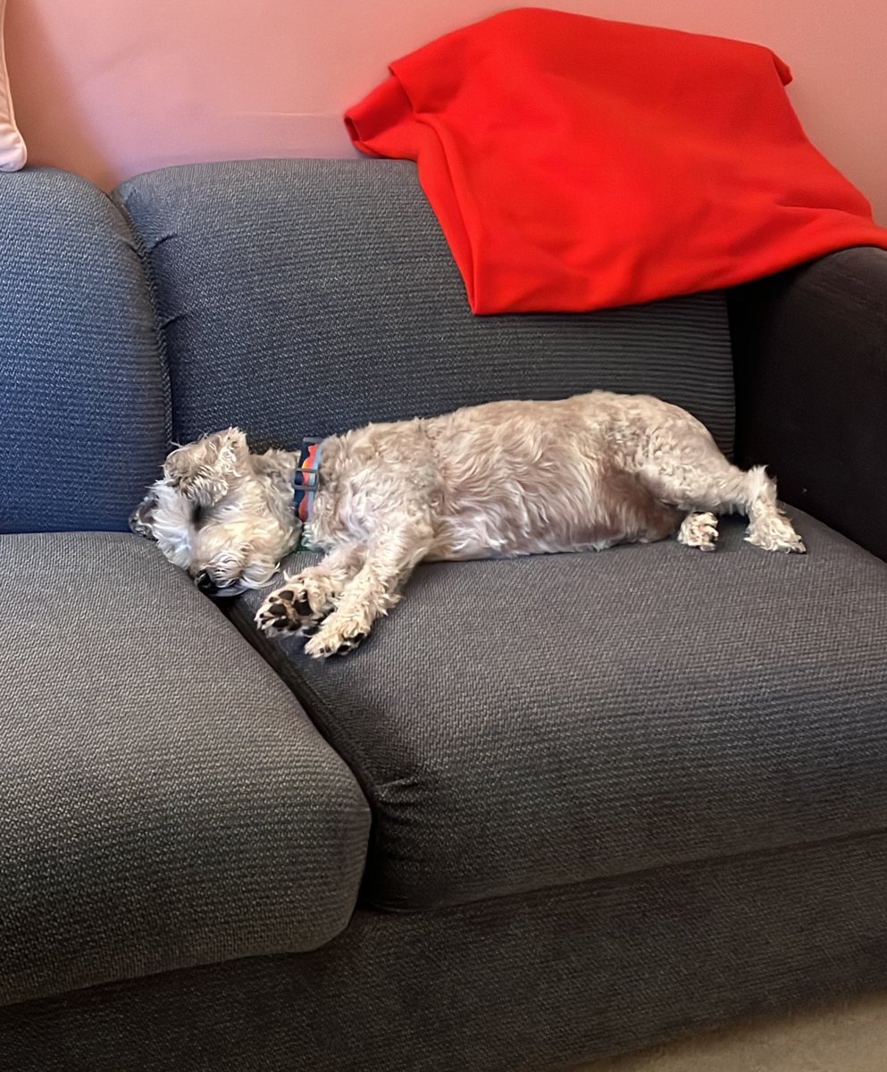 sara_rose37's tweet photo. @Niplahr He’s just too tired to say hi back #SNELovesPets #MasterNapper https://t.co/zcLiU7D8M2