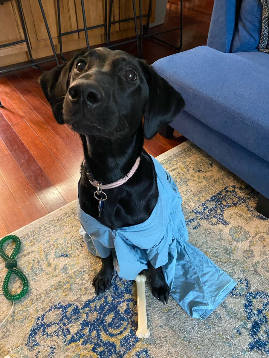 NorthwesternEM's tweet photo. #PetsofNUEM is coming back! This Friday feature is PGY-3 @savannah_vogel_’s pup Carmen. She is a black lab who loves nothing more than playing fetch, couch snuggles and playing with her PGY-3 dog friends! https://t.co/jTYGg6NwHa