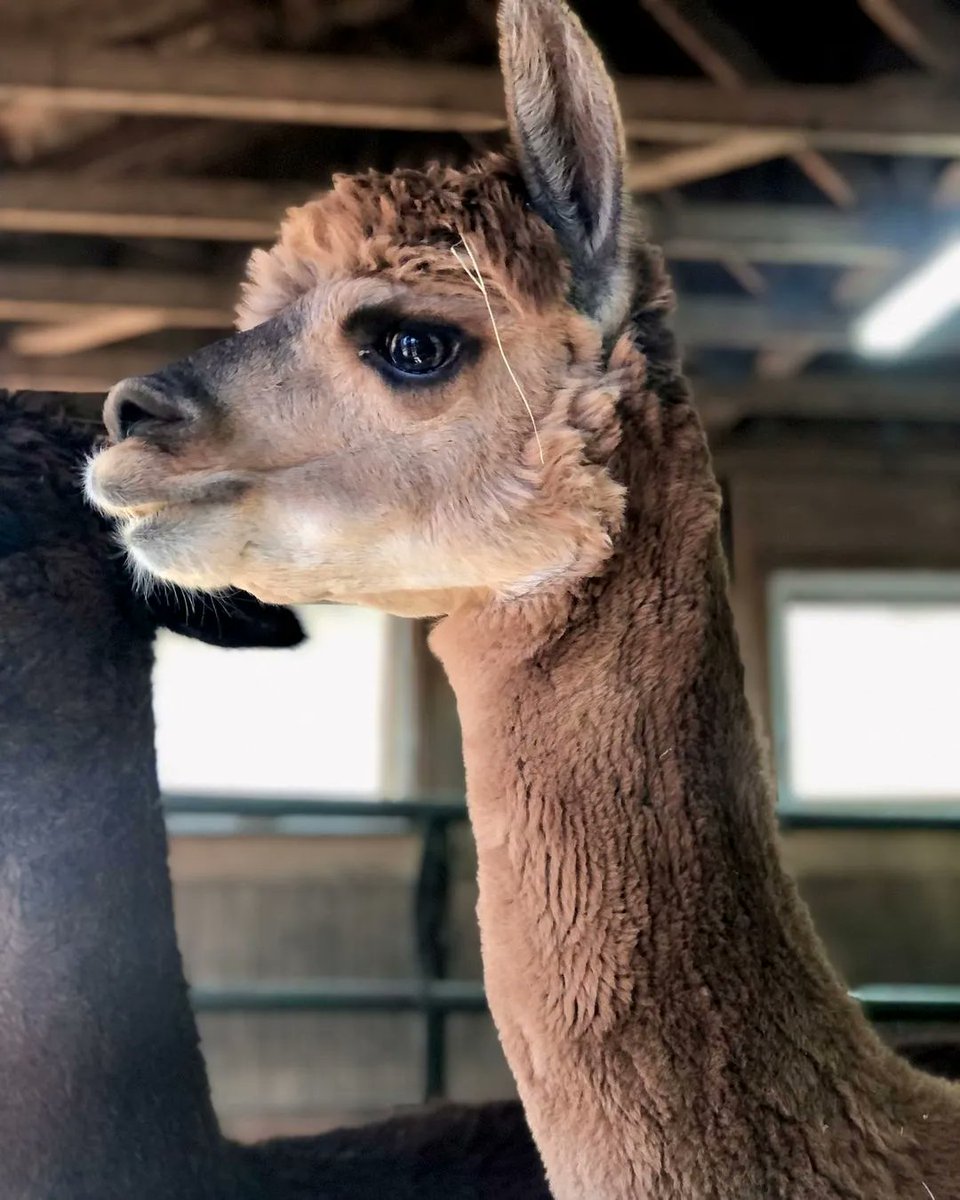 Fun facts! There are no wild alpacas 😮 They were domesticated thousands of years ago in the Andes!