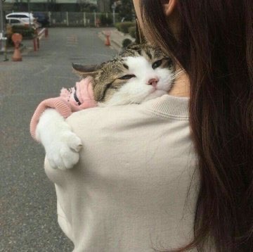 cat4pics's tweet image. i need this hug