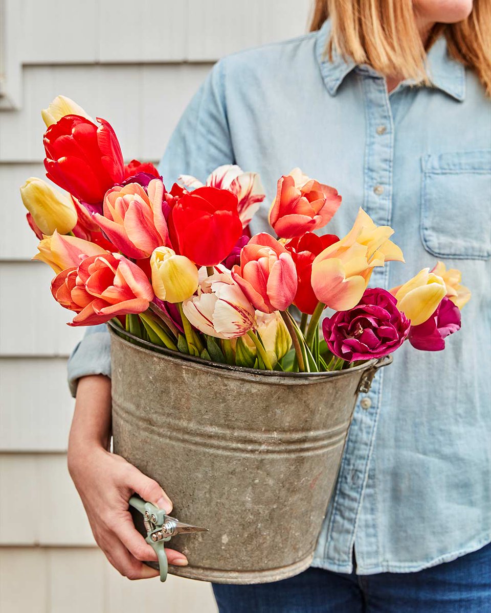 Plant a rainbow! 🌈 With this lineup of bulbs, you’ll see the full spectrum. Shop bulbs in every color of the rainbow at the link in our bio. bit.ly/3SxHk9m