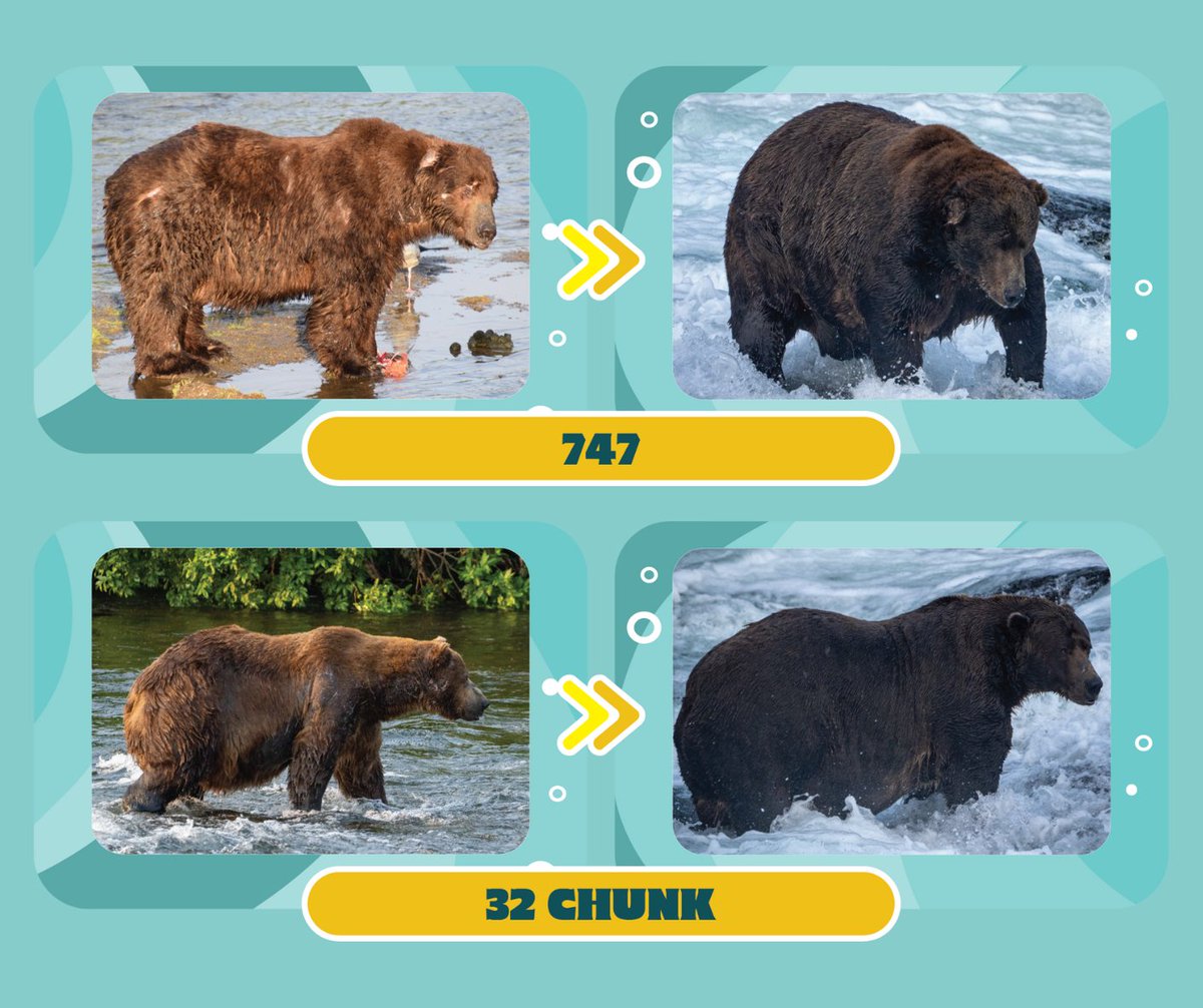 KatmaiNPS's tweet photo. Large & in charge battling bruins! Will 747βs gut ground clearance (or lack thereof) let this bearplane soar to victory? Or can the hunk of a Chunk 32βs coke bottle body & fish-fear me attitude delay 747βs takeoff?
Vote at https://t.co/thJwxp9wuP until 5pm AKDT. #FatBearWeek https://t.co/DjDKOQWxFV