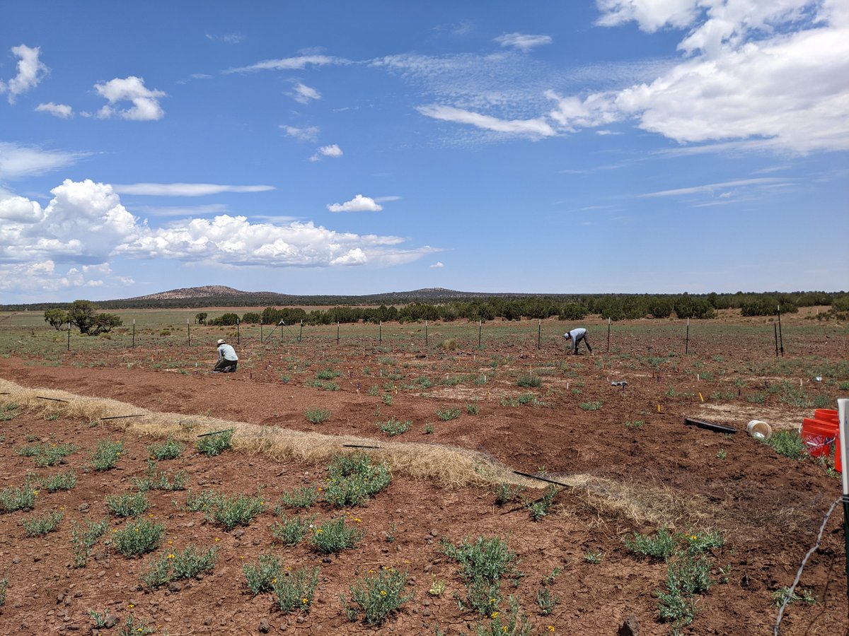 USGSAZ's tweet photo. #USGS_SBSC is working at a #BabbittRanch #RestoreNet site investigating methods such as topsoil inoculations, #seedballs and #soilpits to enhance #nativevegetation establishment and #soilhealth on #rangelands. 

#WomenInSTEM #FieldworkFriday @RestoreCAL @DiabloTrustAZ https://t.co/OuFxx0QH5g