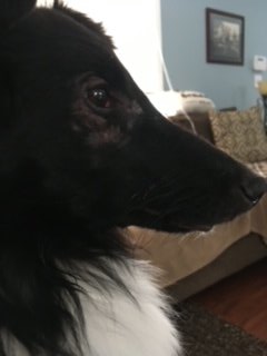 Almosthomeohio's tweet photo. Ollie celebrated his 1st Birthday in May  with his fosters and his adoption was finalized with them in August. Ollie has a sheltie sister too and lives in Ohio. 🐕🐾❤

#AHDRO #AlmostHomeOhio #AdoptDontShop  #RescueDog #RescueSheltie #Sheltie #ShetlandSheepdog https://t.co/JSxPX0CsKW