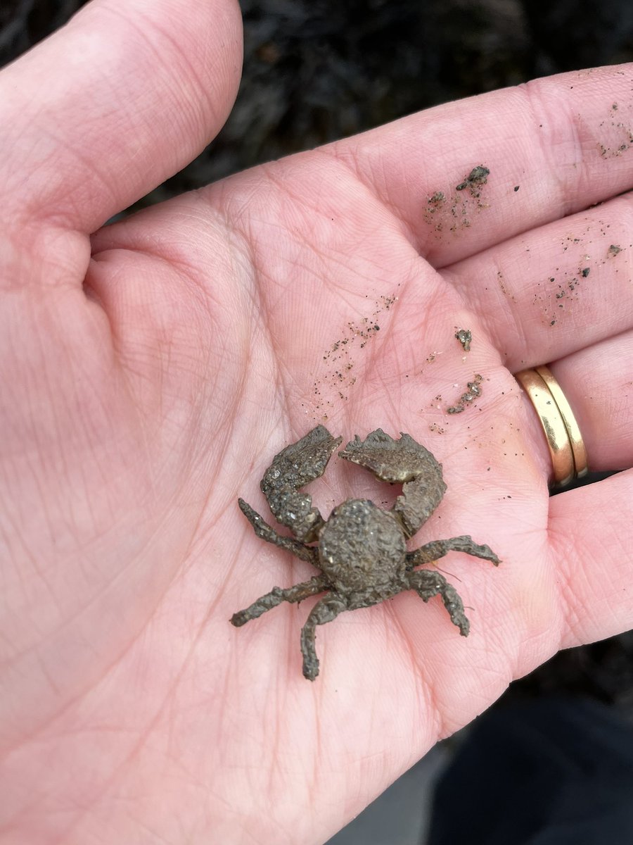 BiologySHSGDST's tweet photo. Porcelain Crab @ShrewsburyHigh #biologyfieldcourse. https://t.co/V3hHrCGkCC