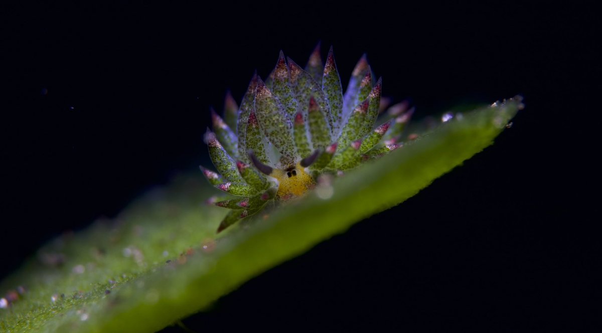 Shootted last week in Tulamben, Bali ! Fresh from sensor of my new R5 <a href="/CanonFrance/">Canon France</a> on @Marelux housing ! No edit no crop (5mm critters) ! #underwaterphotography 
#nftcollectors 
#nftphotography 
#NFTphotographers 
#NFTUnderwater 
#UnderwaterNFT 
#nudibranchphotography