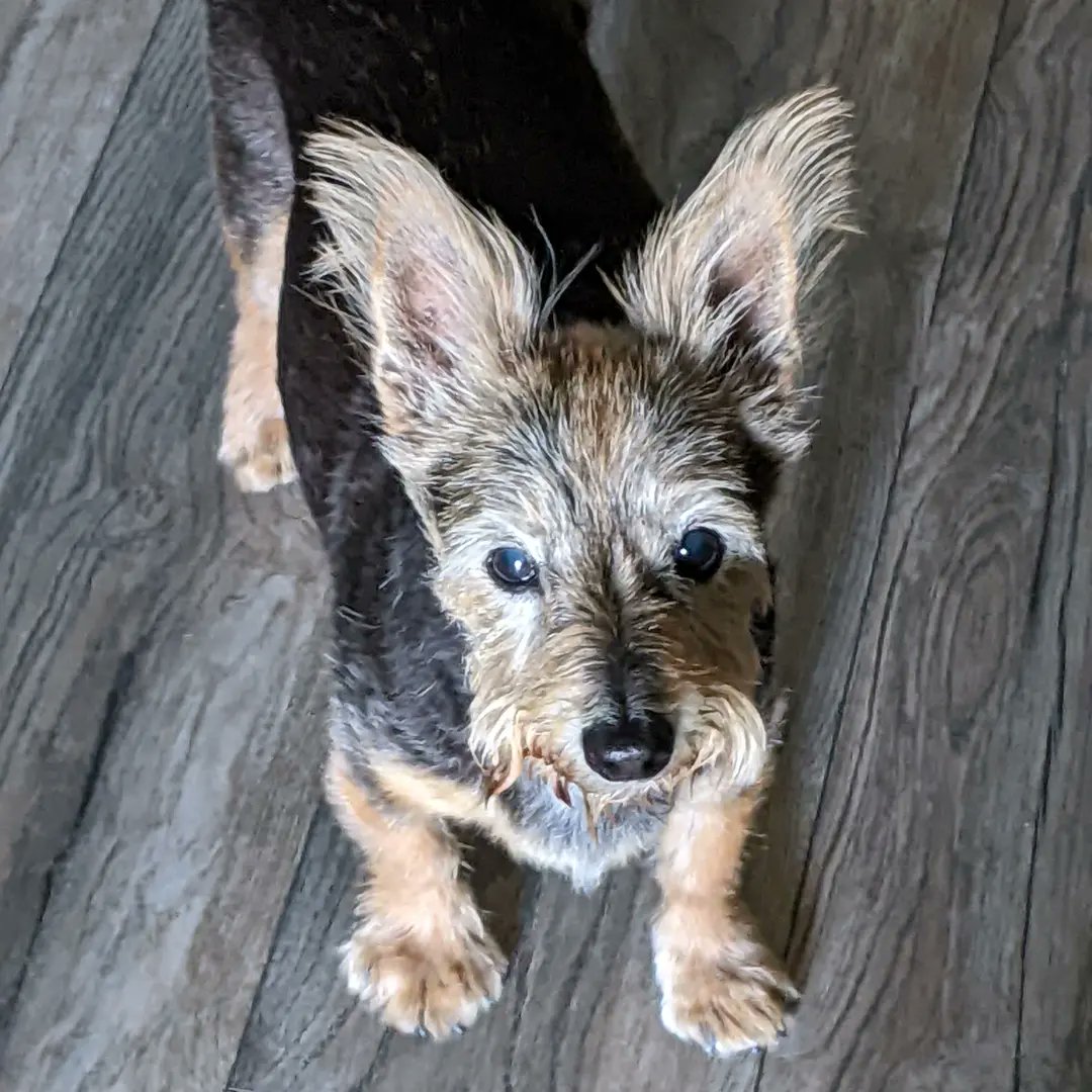 LMBoos's tweet image. Happy 15th Birthday Scruffy McGee...we love you to infinity and beyond...♥️♥️♥️