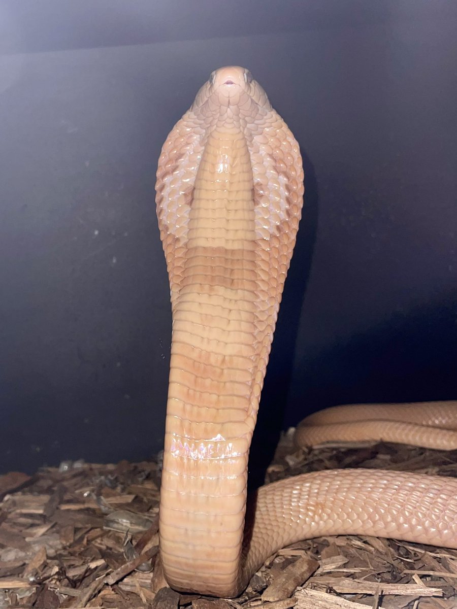dariusnabers's tweet photo. The Monocled Cobras are getting so big!
☠️ Venomous ☠️
#conservation #reptilekeeper #viper #cobra #puffadder #animalsaddict #snake #animals #reptiles #nationalgeographic #venomous #reptilephotography #rattlesnake #elapid #education #wildlife #bushviper #gaboonviper #najasiamensis https://t.co/uJ5J0qk1jp