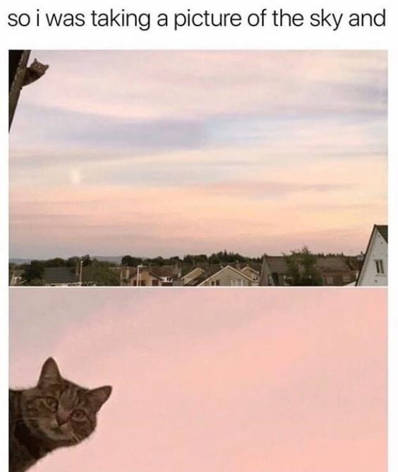 WholesomeMemes (@wholesomememe) on Twitter photo 