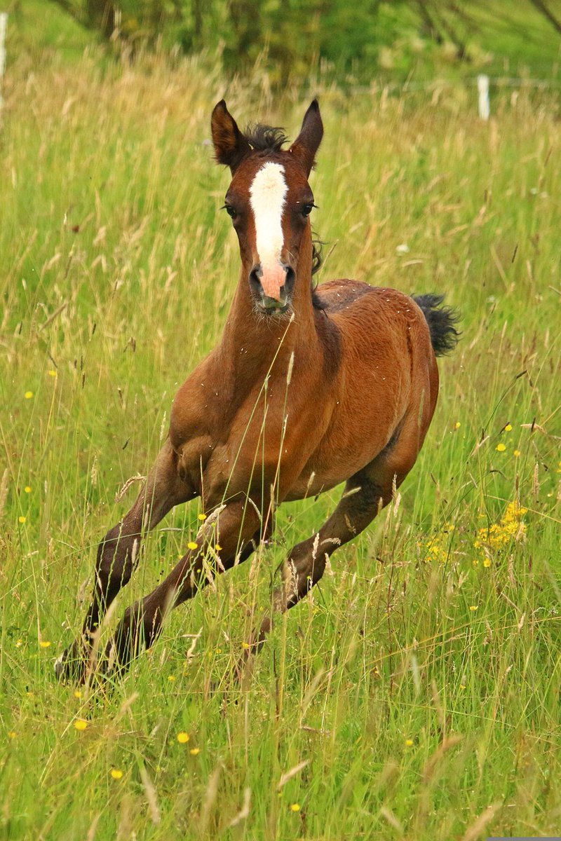 portoverde's tweet photo. 🐎🏃‍♀️¿He oido viernes? ¡Feliz fin de semana!😃🎉
 #horse #equino #ecuestre #portoverde #lareddemicaballo #redesheno #heno #slowfeeding #redesparaheno #slowfeeder https://t.co/QenyBLRJyN