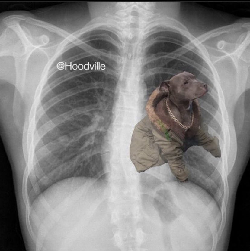 SaraNova21's tweet photo. She broke my heart…so I broke her best friends back 😈 #ItsTheDogInMe https://t.co/vZnFS3DA8V